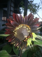 sunflower7