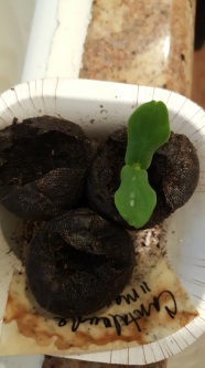 After all this time, the Cantalope finally sprouted