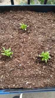 Zinnias have been transplanted although not going crazy yet.